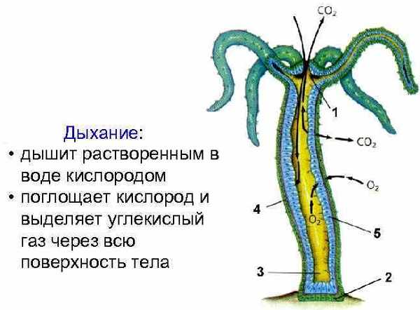 Кракен лучший маркетплейс